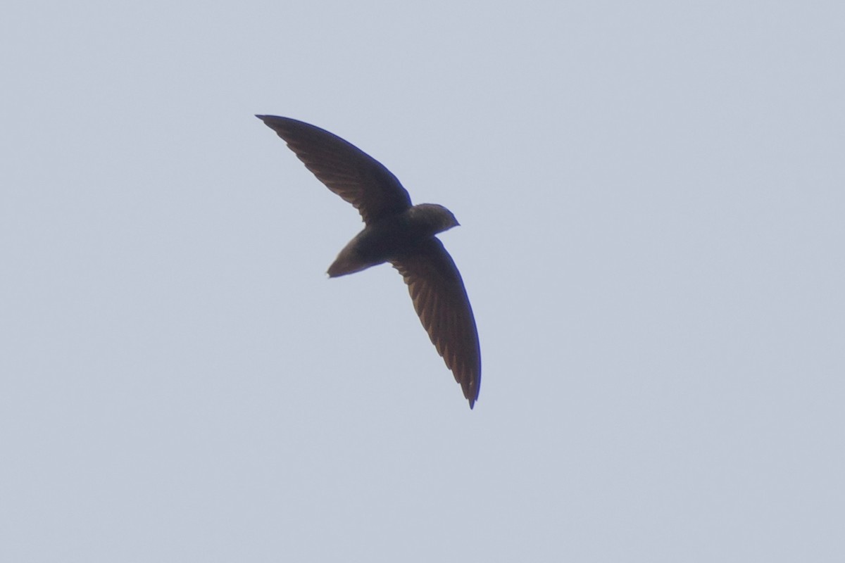 Short-tailed Swift - ML276829411
