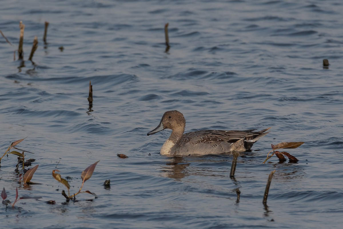 Northern Pintail - Anonymous