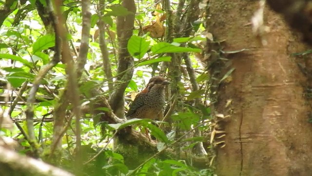 kurolec šupinkový - ML276832901