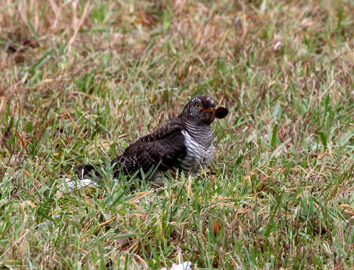 Эгэл хөхөө - ML276833091