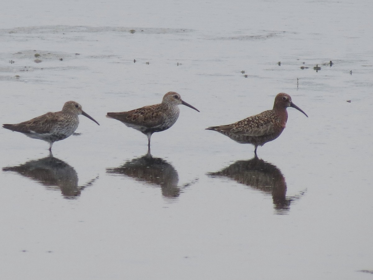 Curlew Sandpiper - Michael Rosengarten