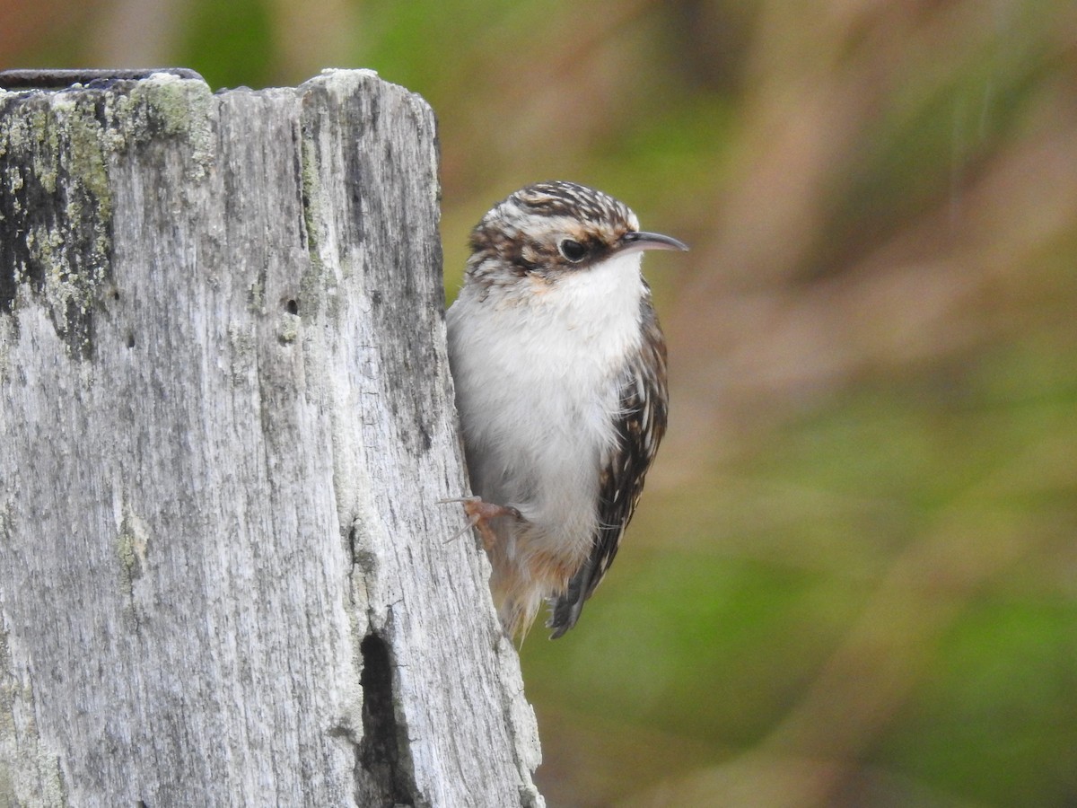 Brown Creeper - Subodh Ghonge