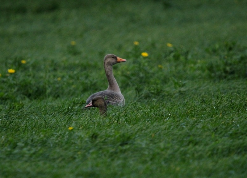 Greater White-fronted Goose - Kris Webb