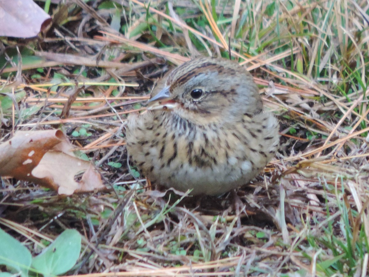 Lincoln's Sparrow - ML276836461