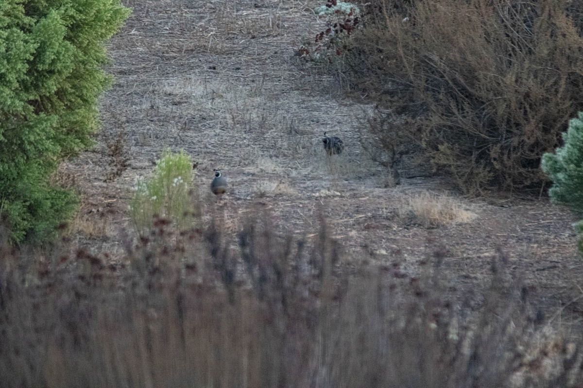 California Quail - ML276838421