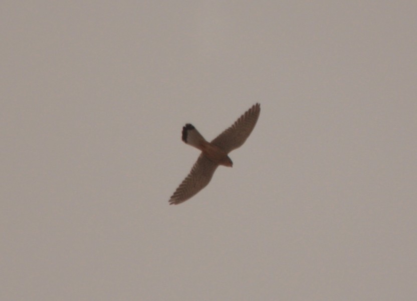 Lesser Kestrel - ML27683971