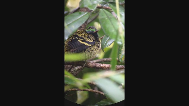 pitovec hedvábný - ML276840241