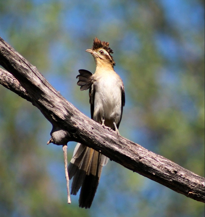 Striped Cuckoo - ML276840661