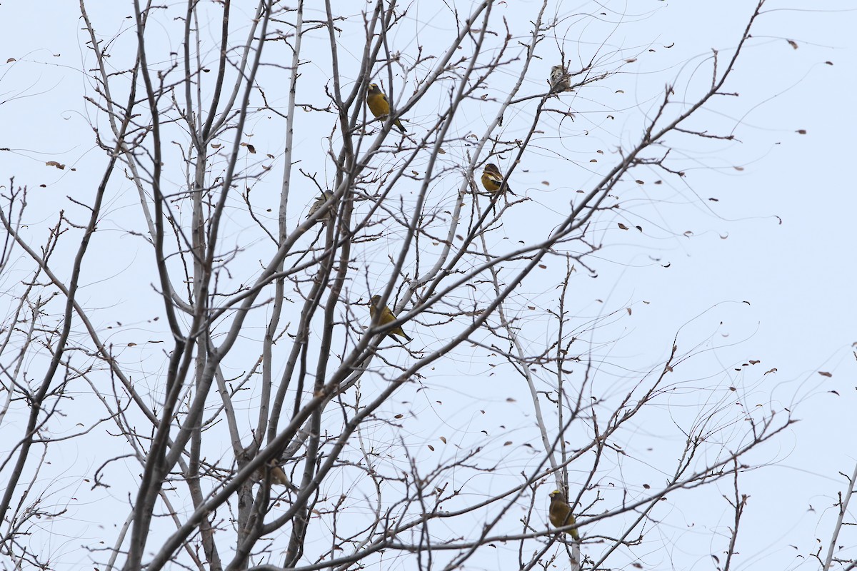 Evening Grosbeak - ML276841091