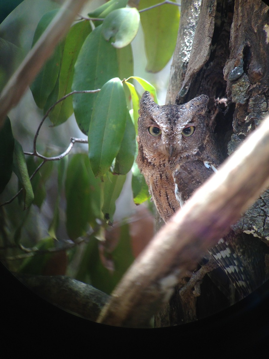 Madagascar Scops-Owl (Torotoroka) - Diego Calderón-Franco @diegoCOLbirding