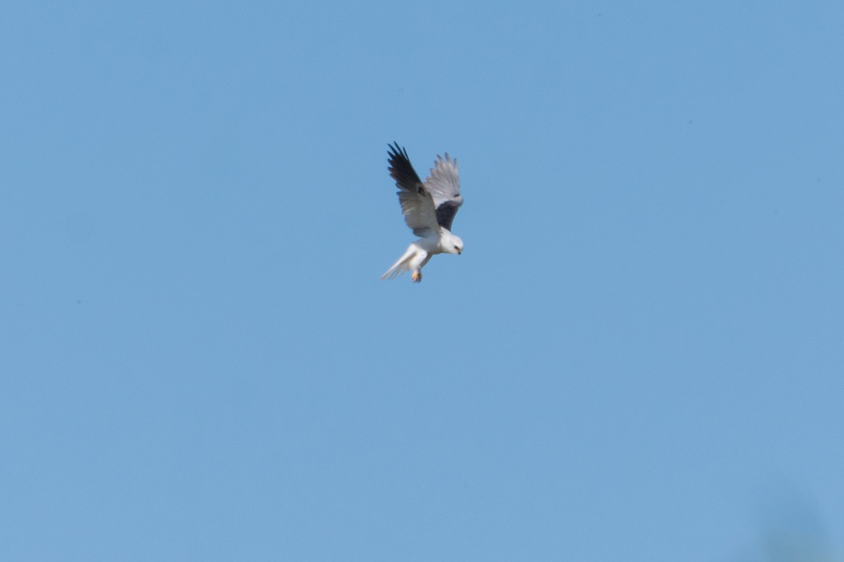 White-tailed Kite - ML276843641