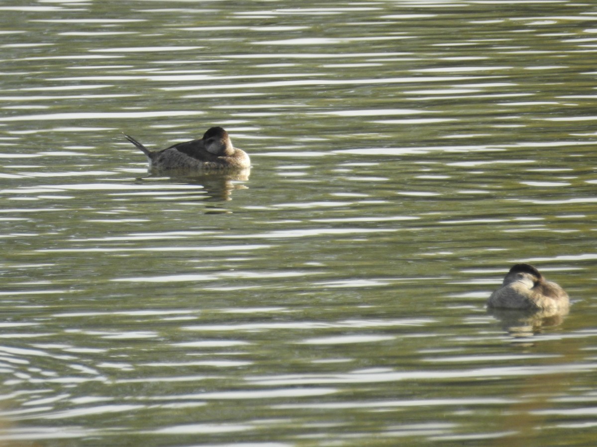 Ruddy Duck - ML276845461