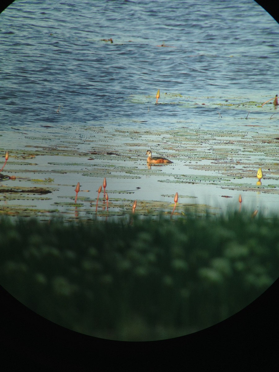 African Pygmy-Goose - ML276846221