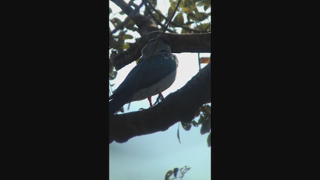 Cuckoo-roller - ML276846231