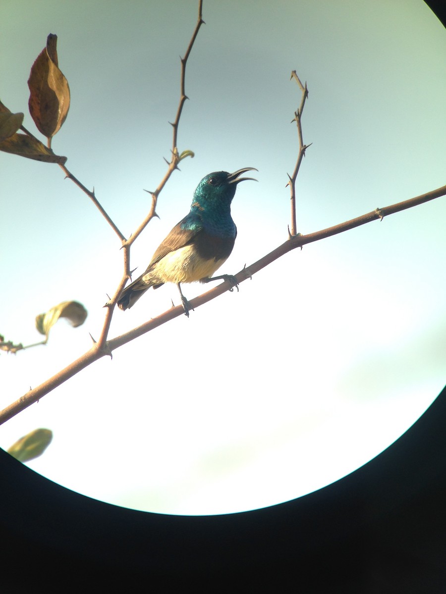 Souimanga Sunbird - ML276846501