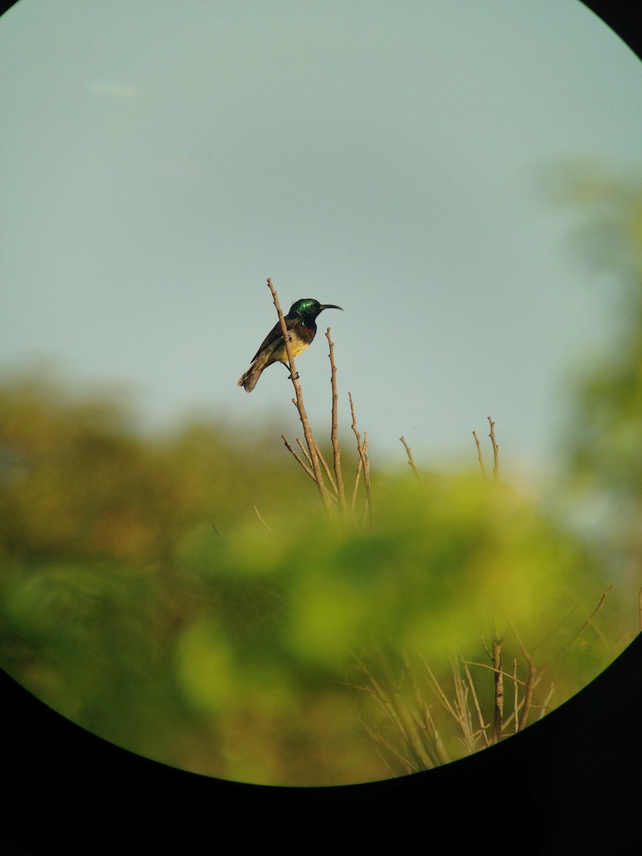 Souimanga Sunbird - ML276846521