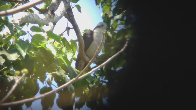 Sickle-billed Vanga - ML276846591