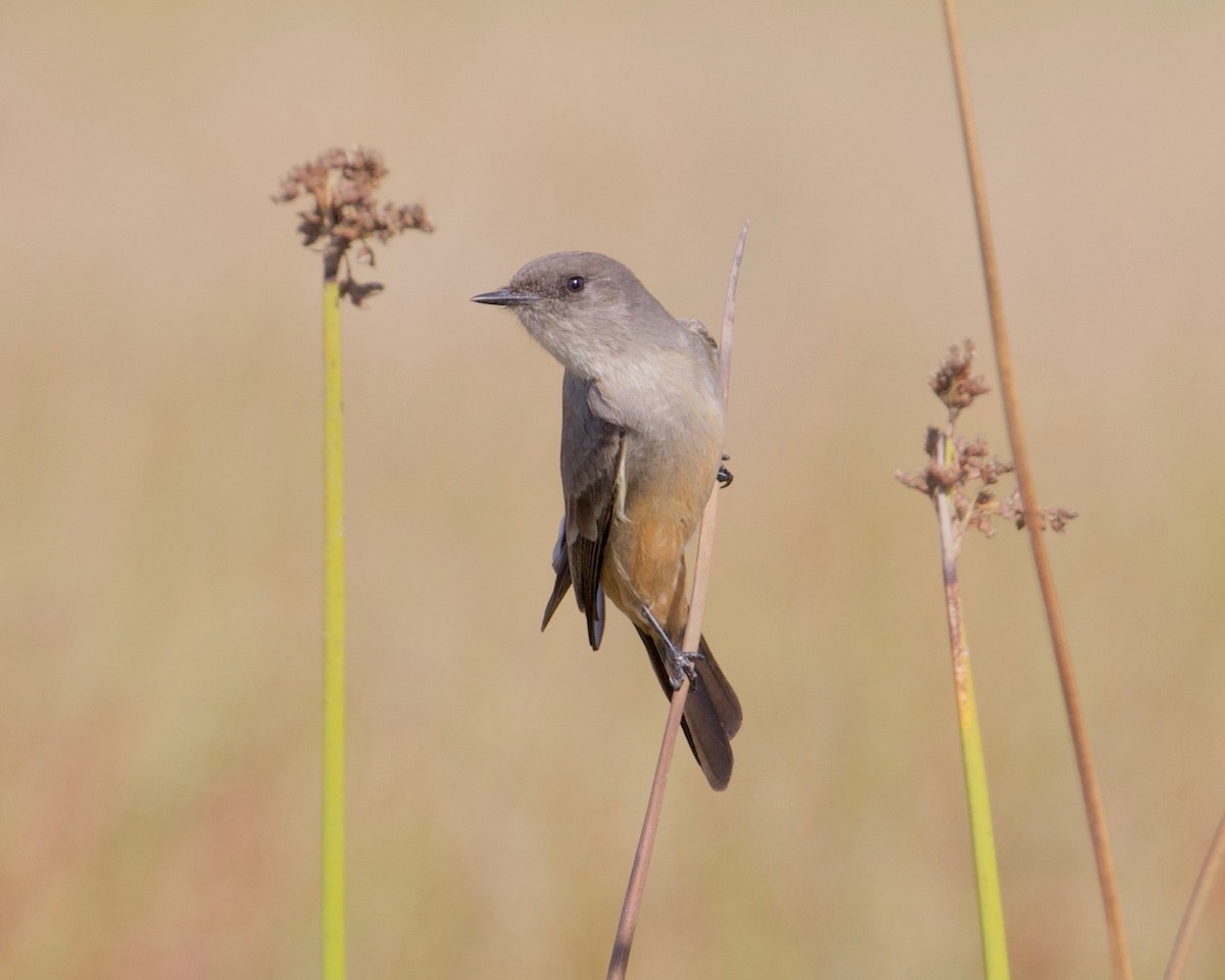 Say's Phoebe - ML276846761