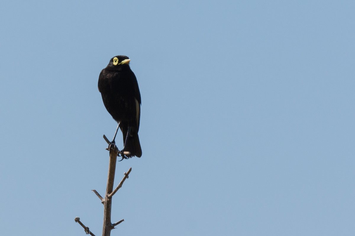 Spectacled Tyrant - ML276847021