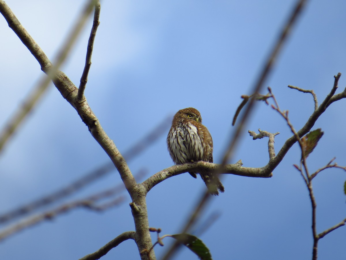 Northern Pygmy-Owl - ML276847371