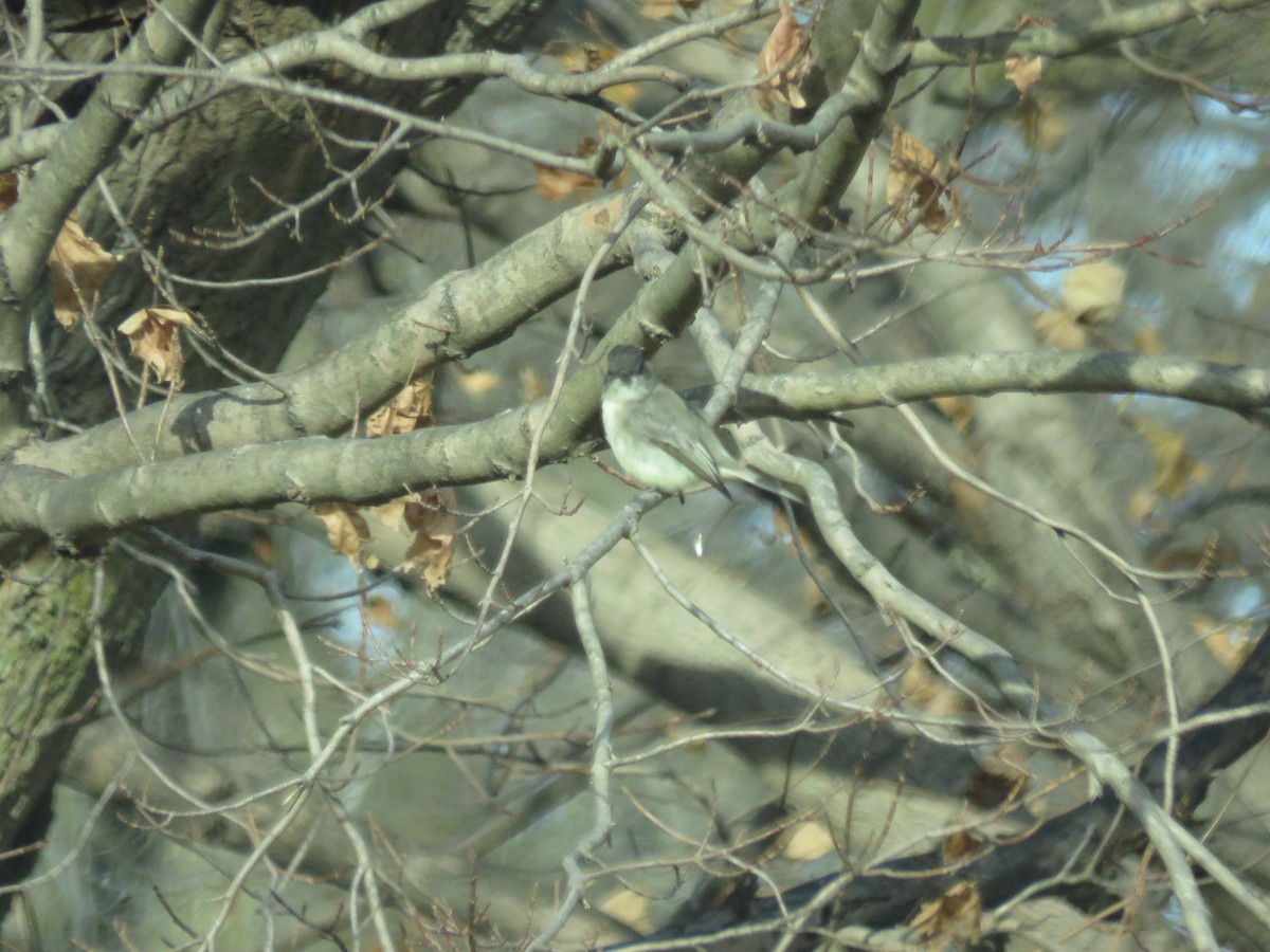 Eastern Phoebe - ML276847461