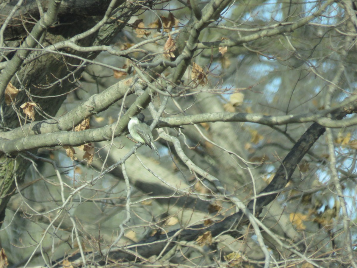 Eastern Phoebe - ML276847471
