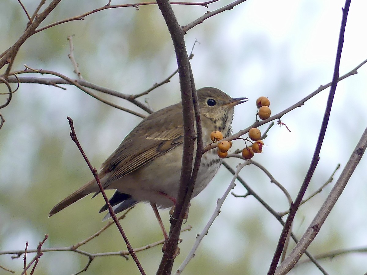 Hermit Thrush - ML276848081