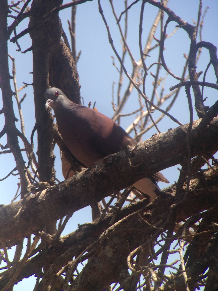 Pigeon de Madagascar - ML276849151