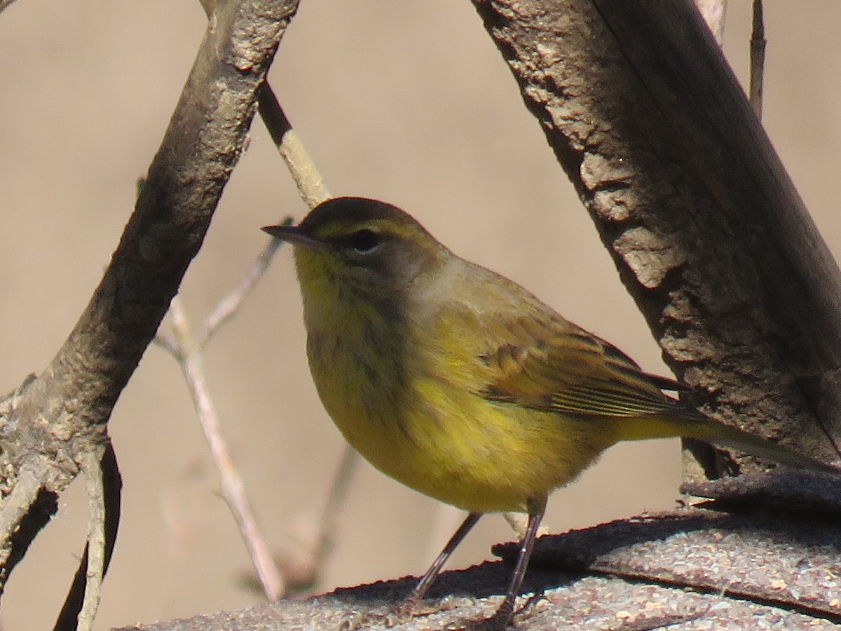 Palm Warbler (Yellow) - Guy McGrane