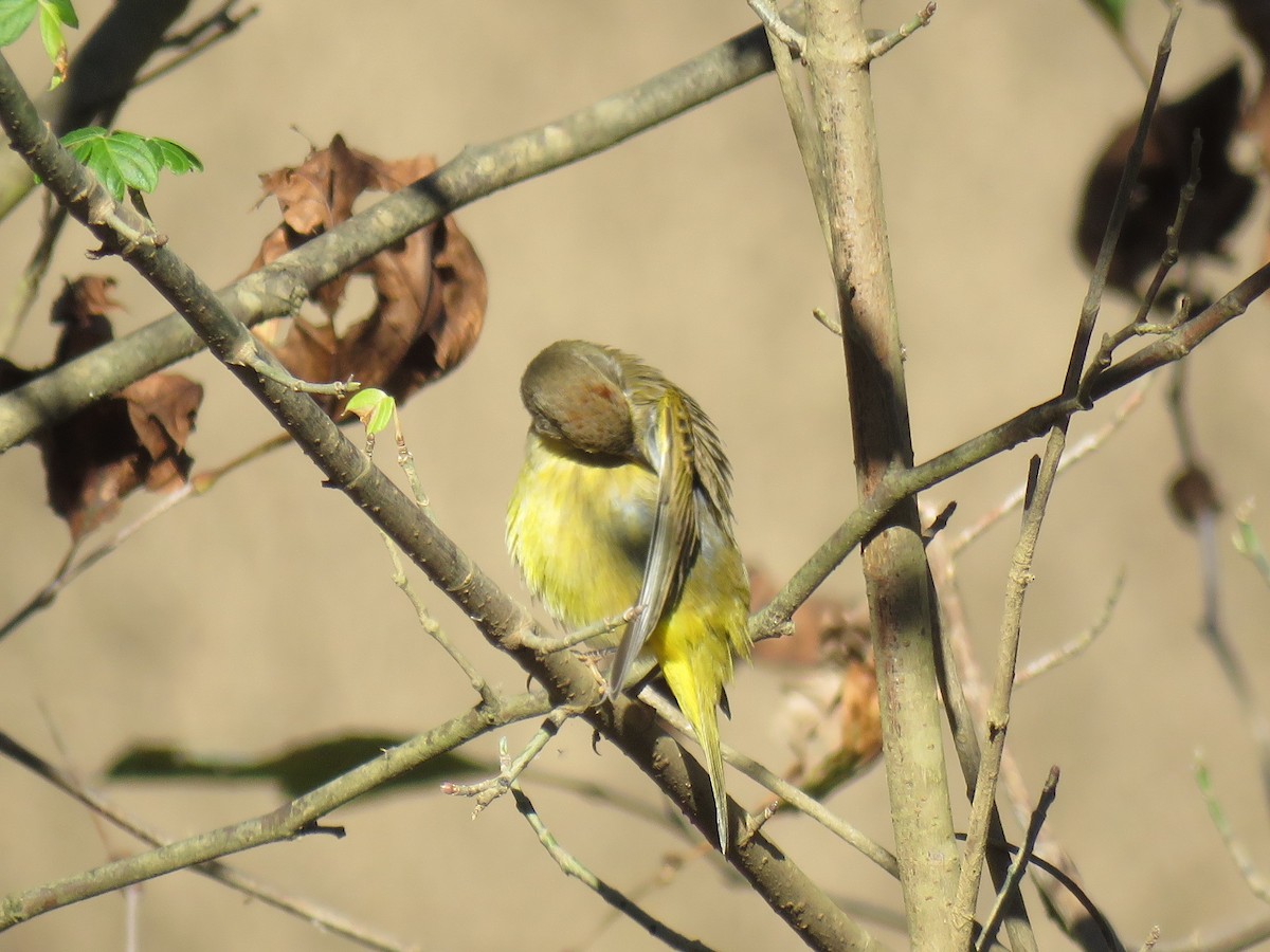 Palm Warbler (Yellow) - ML276849791