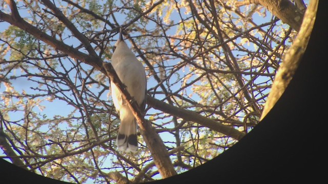 Hook-billed Vanga - ML276850281