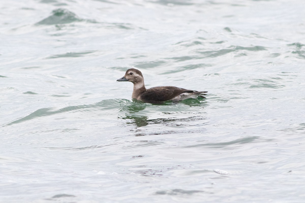 Long-tailed Duck - ML276851351