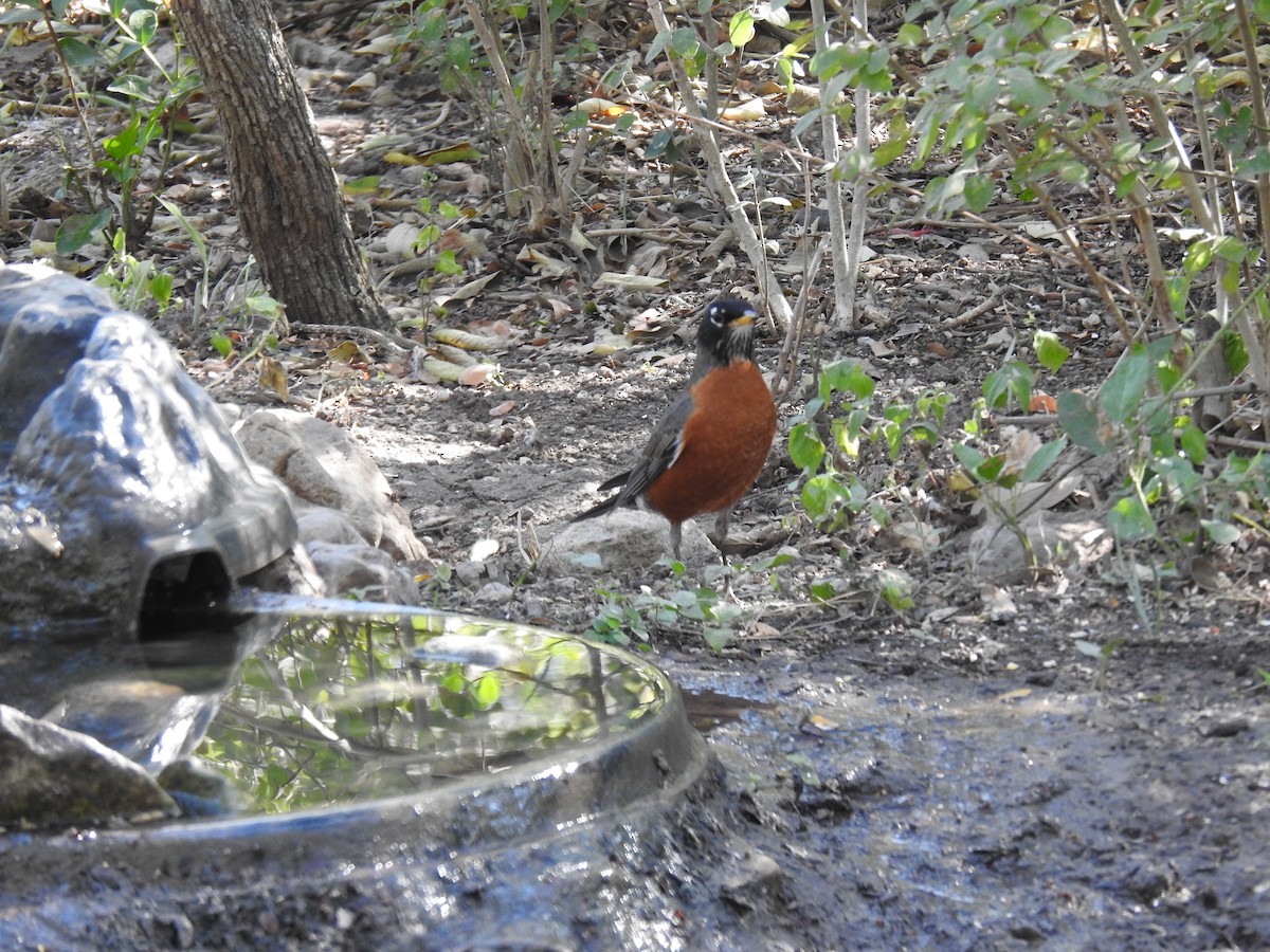 Zorzal Americano - ML276852331