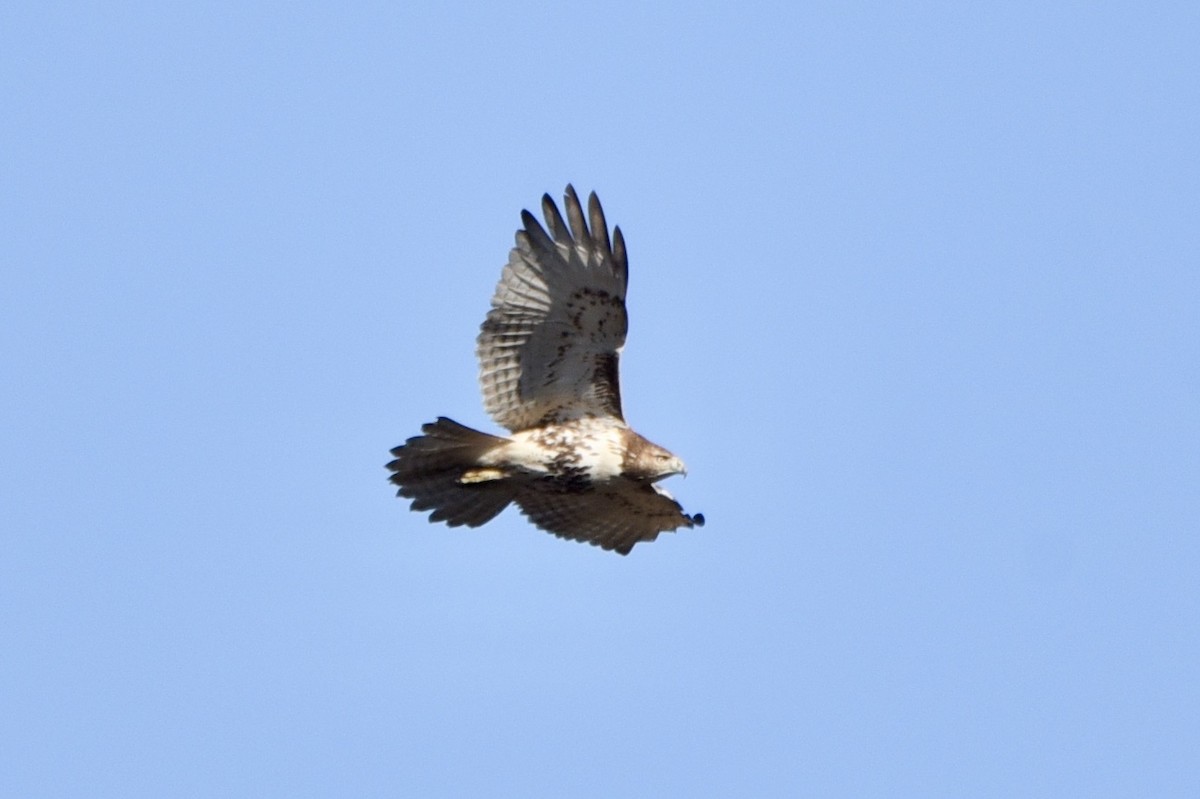 Red-tailed Hawk - ML276853731