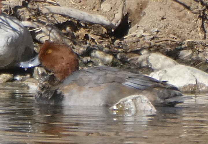 Redhead - ML276854191