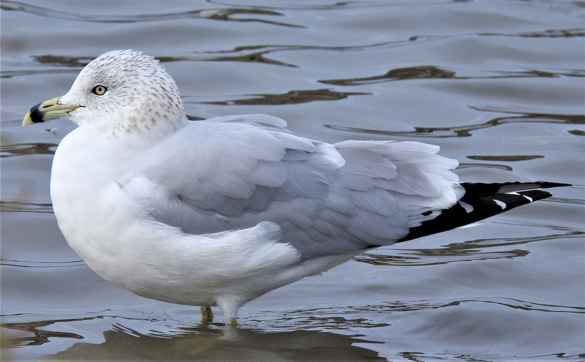 Ring-billed Gull - Lucio 'Luc' Fazio