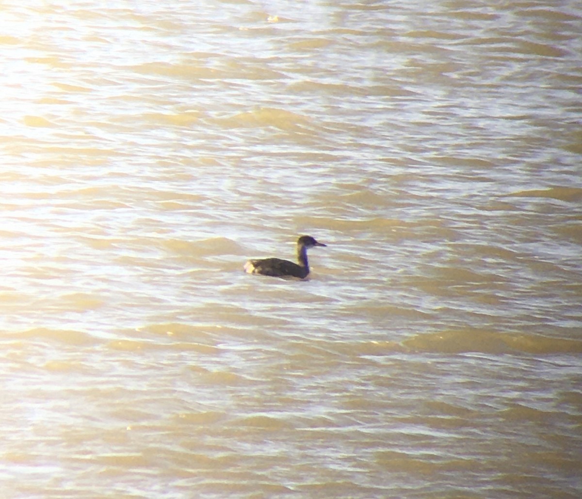 Red-necked Grebe - ML276857771