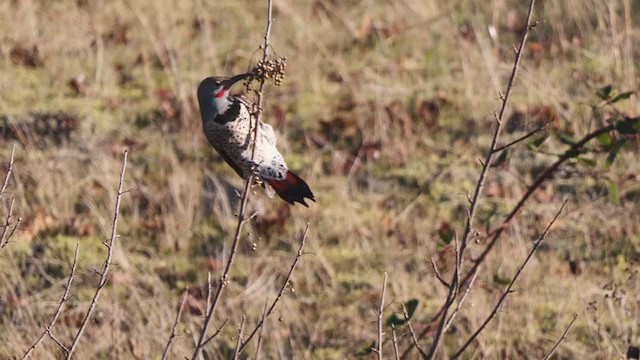 Northern Flicker - ML276858471