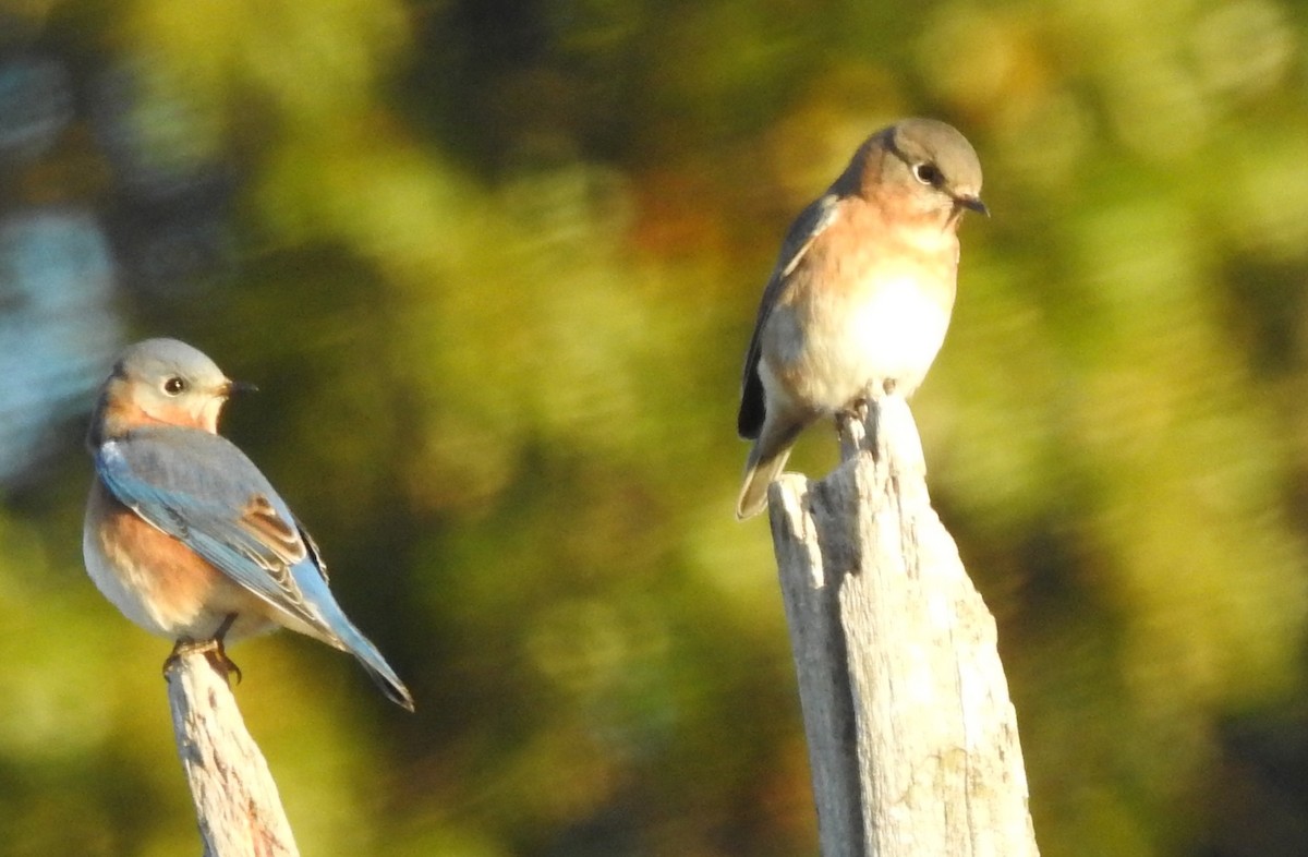 Eastern Bluebird - ML276860171