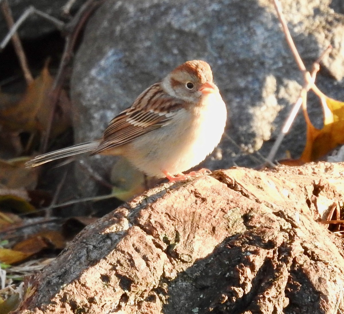 Field Sparrow - Mary  McMahon