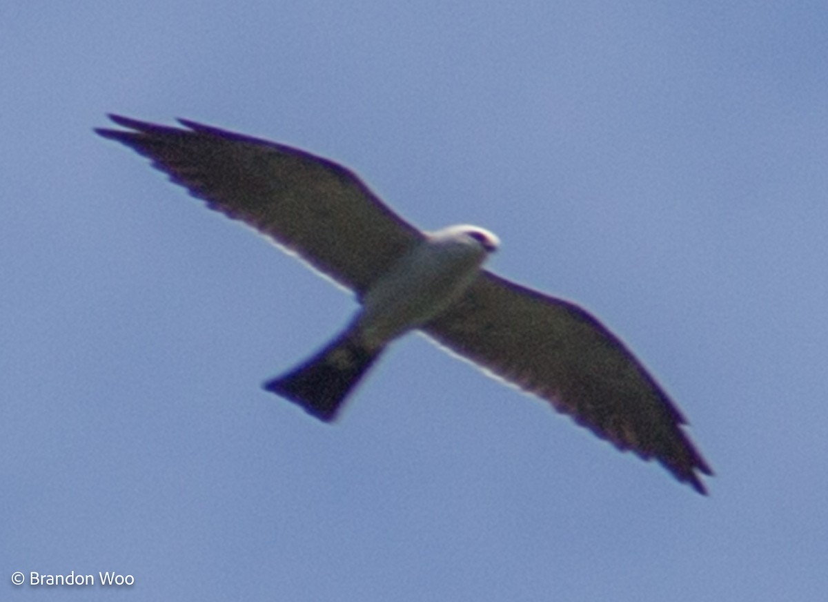 Mississippi Kite - ML276860491