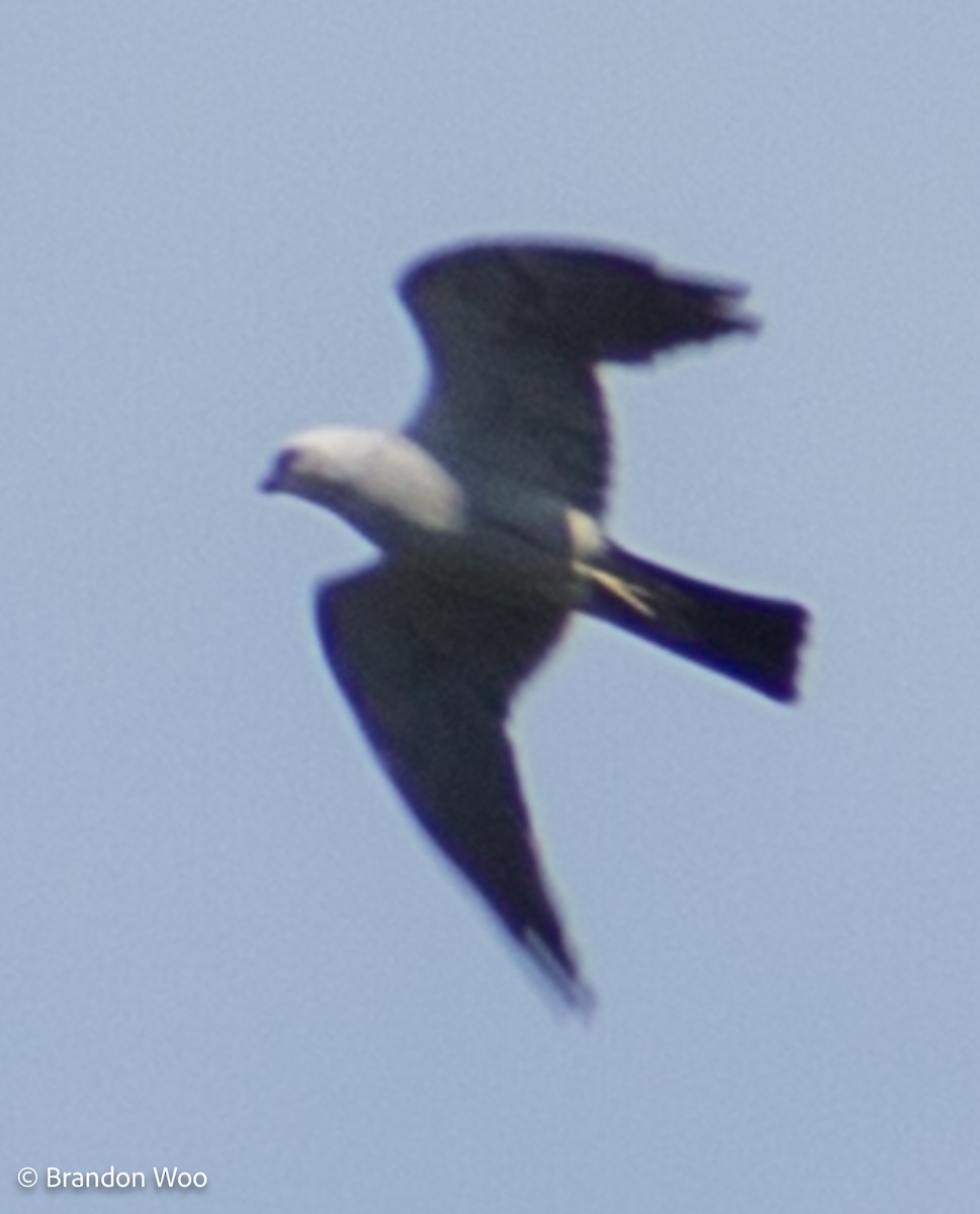 Mississippi Kite - ML276860511