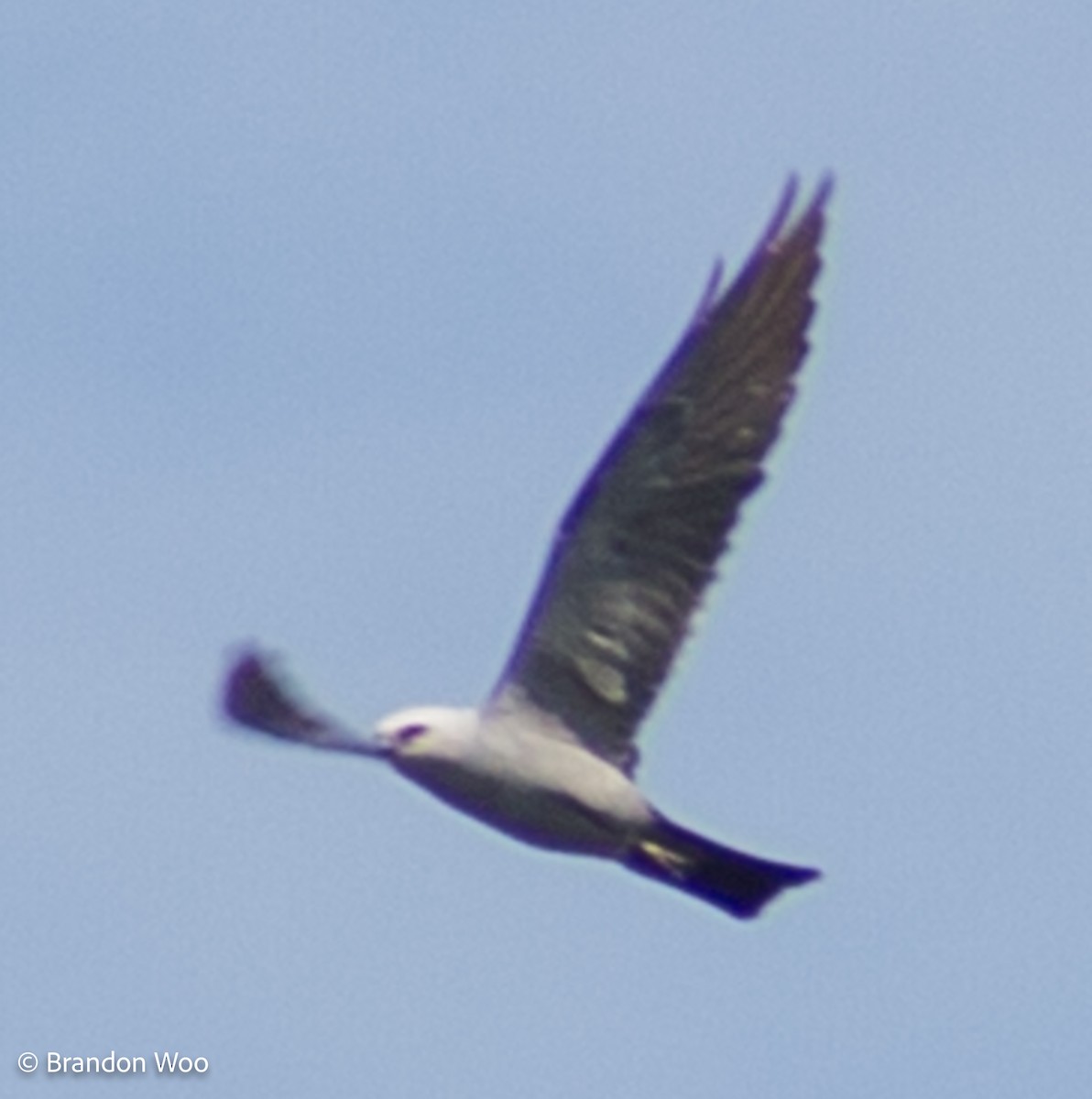 Mississippi Kite - ML276860531