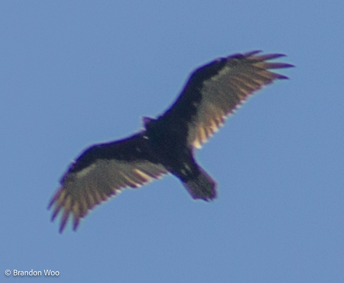 Turkey Vulture - ML276860541