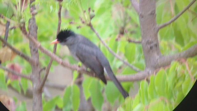 Malagasy Bulbul - ML276860571