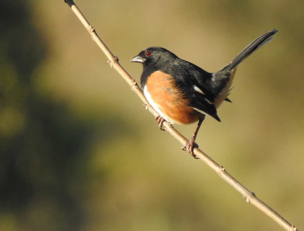 Eastern Towhee - Daniel Lane