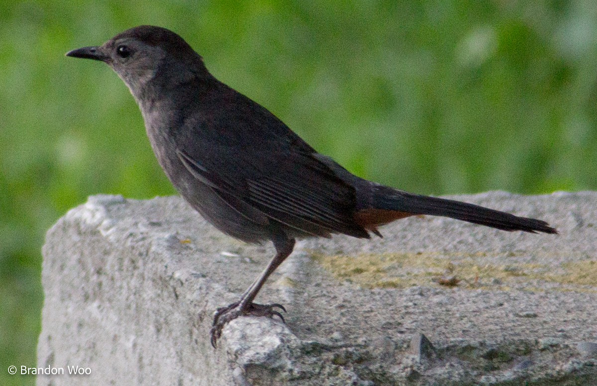 Gray Catbird - ML276861311