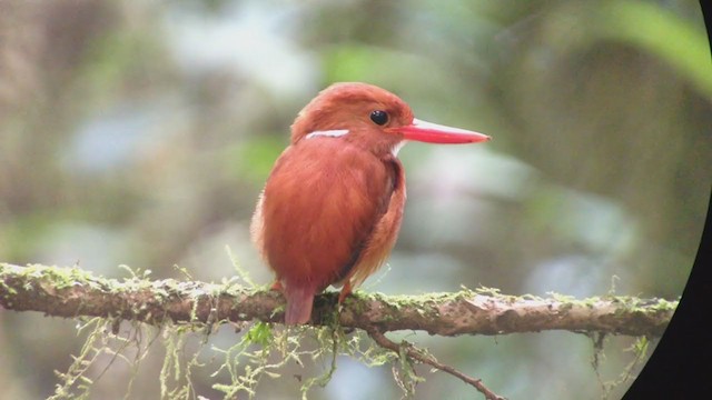 Martin-pêcheur malgache - ML276861901