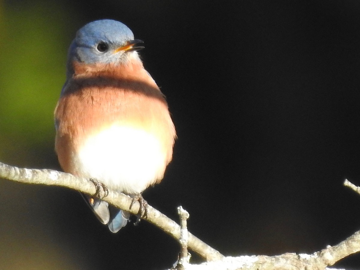 Eastern Bluebird - ML276863971