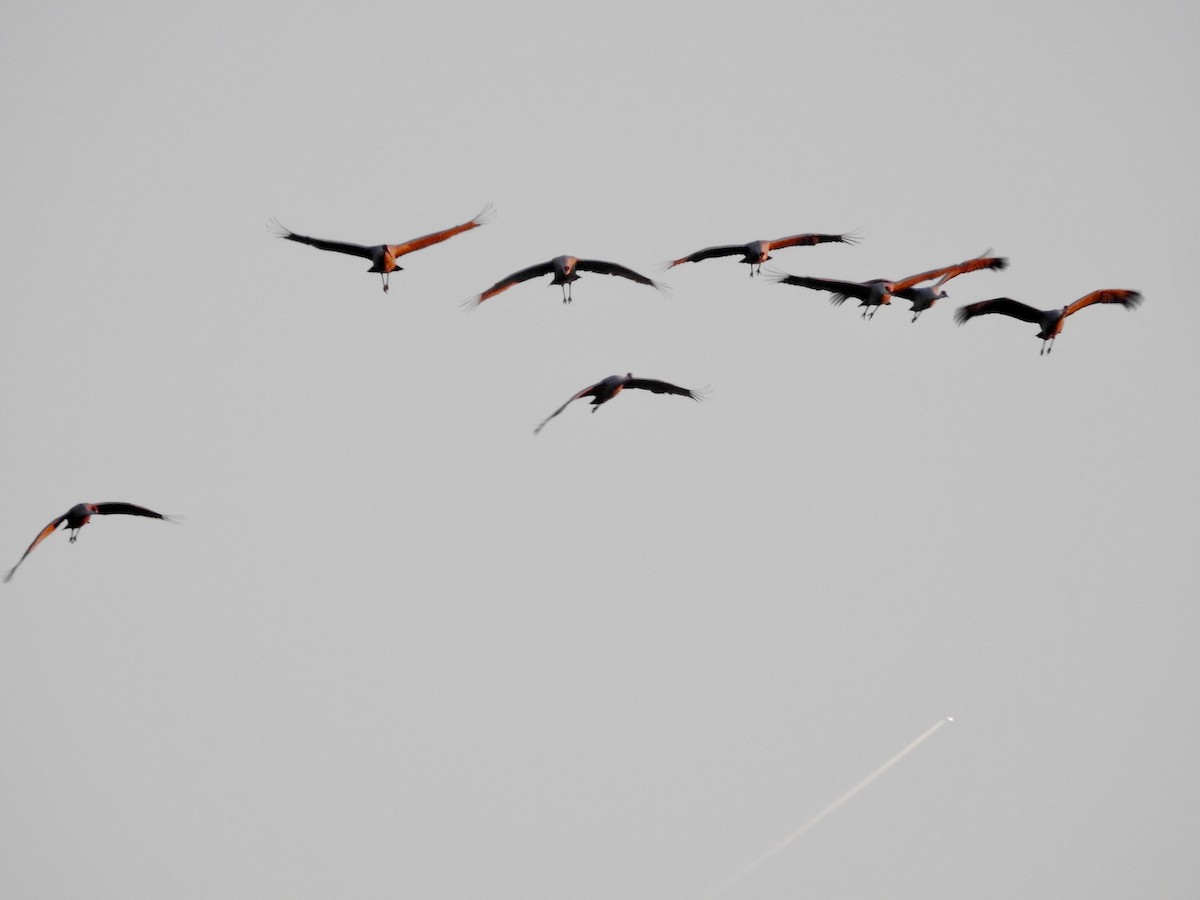 Sandhill Crane - ML276864431